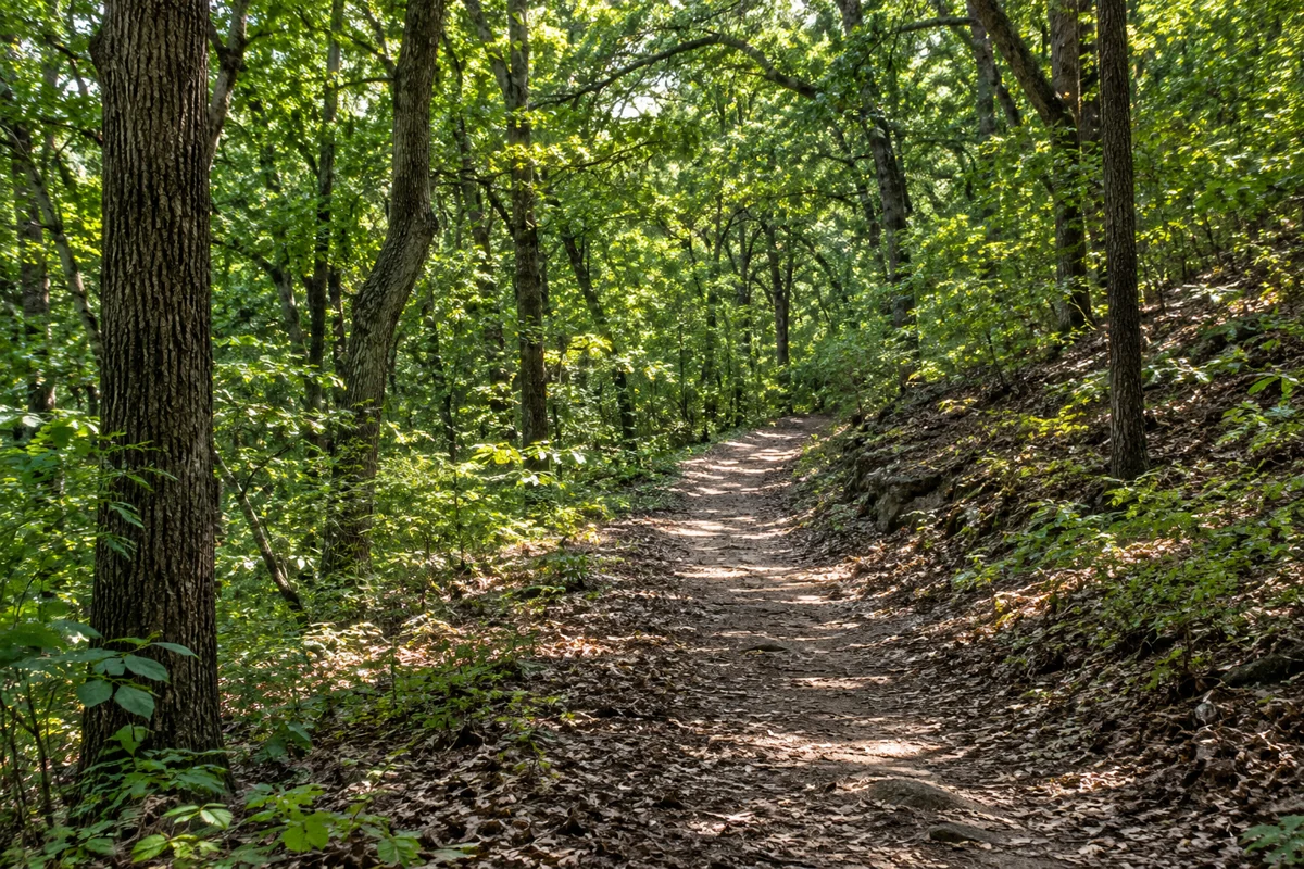 Illustrative wooded North Texas walking trail with leafy trees and dappled light